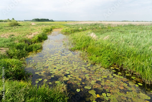 Obraz Zielone łąki w dolinie Biebrzy.  Biebrzański Park Narodowy