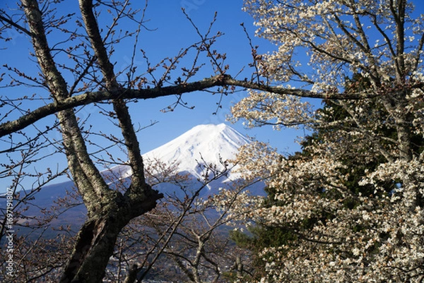 Obraz 桜の枝の下にのぞく富士山

