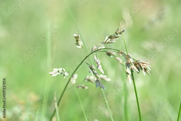 Fototapeta Eragrostis pilosa grass. It is a species of grass in the family Poaceae. It is native to Eurasia and Africa. It is widely introduced, and it is a common weed in many areas.