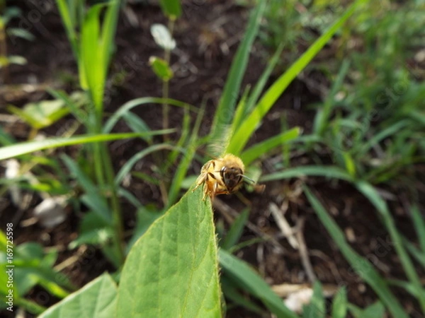 Obraz ミツバチ honeybee