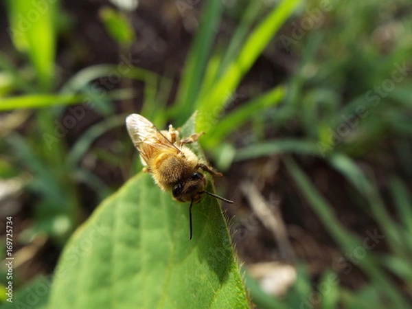 Obraz ミツバチ honeybee