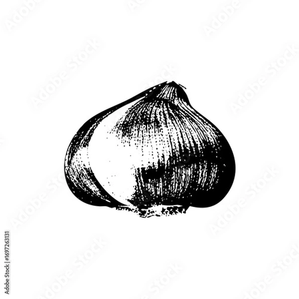 Fototapeta Vector Detailed of a single garlic bulb.