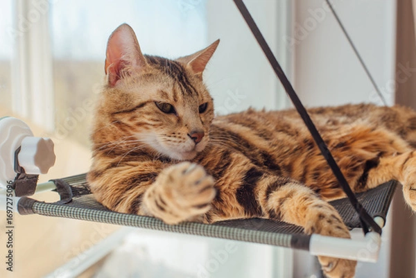 Fototapeta Cute little bengal kitty cat laying on the cat's window bed watching on the room. Sunny seat for cat on the window.