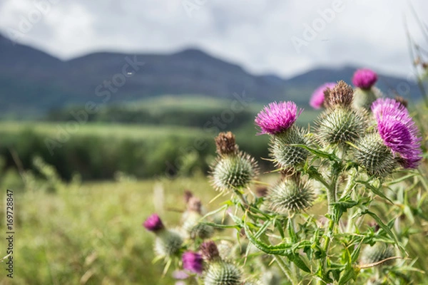 Obraz Chardon écossais 01