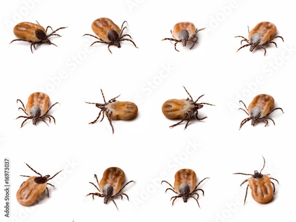 Fototapeta Few different shots of tick (Ixodes ricinus) on white background
