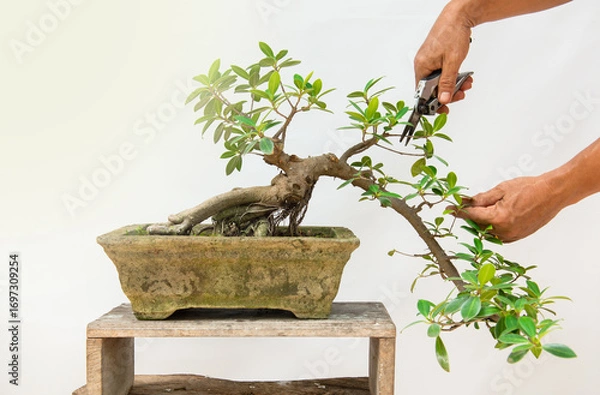 Obraz He is using pruning shears to shape the bonsai into a beautiful shape.