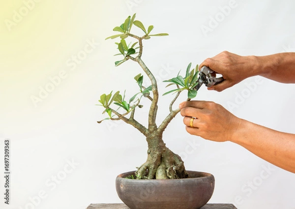 Obraz He is using pruning shears to shape the bonsai into a beautiful shape.