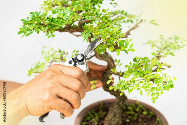 Obraz He is using pruning shears to shape the bonsai into a beautiful shape.