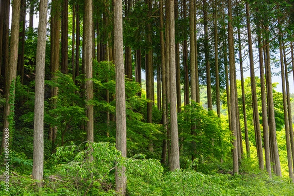 Obraz 木祖村の森林風景　