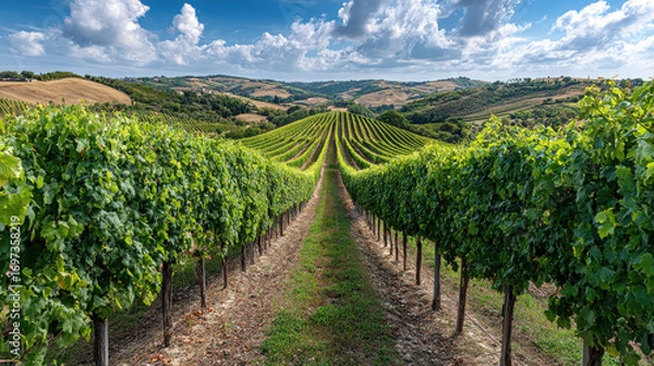 Obraz lush green vineyards stretch across rolling hills of italy bathed in warm summer sunlight