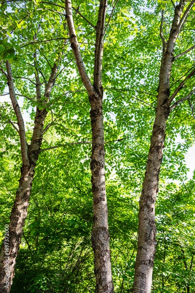 Fototapeta ミネバリの木