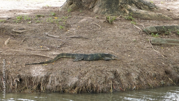 Fototapeta バンコク・ルンピニ公園のオオトカゲ（水辺の野生動物）