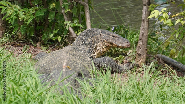 Fototapeta バンコク・ルンピニ公園のオオトカゲ（水辺の野生動物）