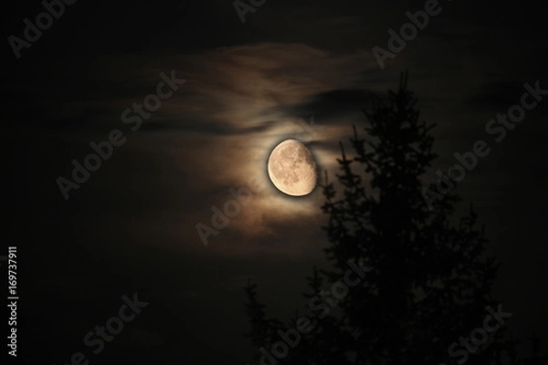 Obraz Mondschein Tannenbaum