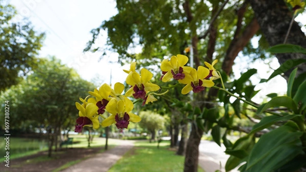 Fototapeta バンコク・ルンピニ公園の木に吊るされた鉢で咲くデンファレ（洋ラン）