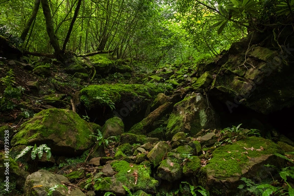Obraz Stones in moss in  green dense forest