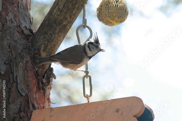 Fototapeta mesange huppée