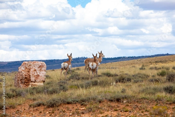 Fototapeta Pronghorns running away on a hill in Wyoming prairie