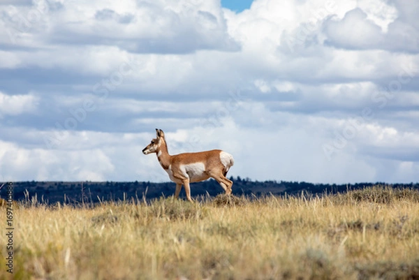 Fototapeta Pronghorn in the field in Wyoming profile 