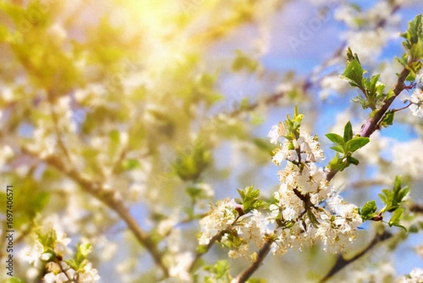 Obraz cherry blossom in spring