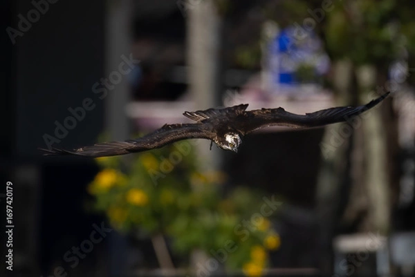 Obraz The beautiful flight characteristics of Osprey in Thailand.
