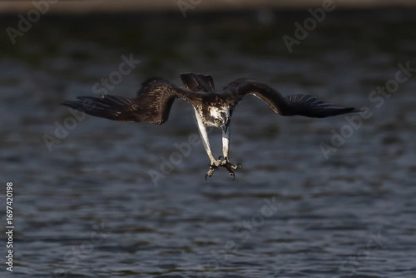 Obraz The beautiful flight characteristics of Osprey in Thailand.