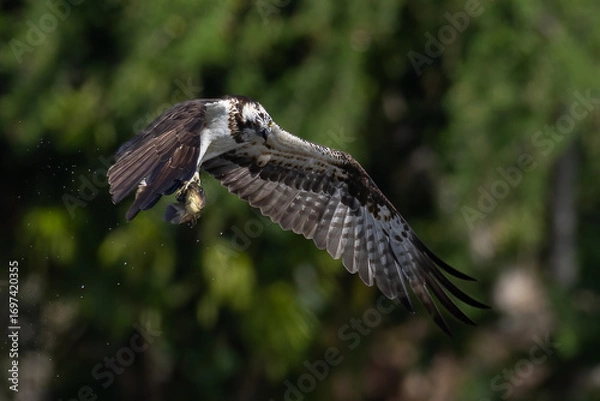 Obraz The beautiful flight characteristics of Osprey in Thailand.