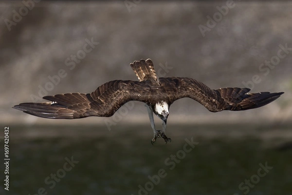 Obraz The beautiful flight characteristics of Osprey in Thailand.