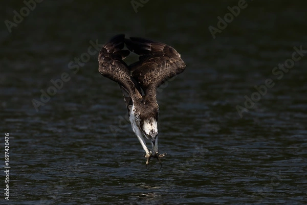 Obraz The beautiful flight characteristics of Osprey in Thailand.
