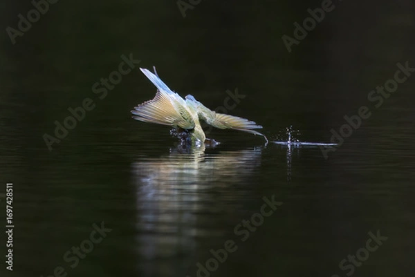 Obraz Beautiful of Green Bee eater or little green bee-eater birds are flying beautifully to play happily in the natural pond.