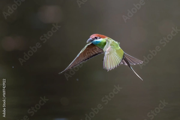 Obraz Beautiful of Green Bee eater or little green bee-eater birds are flying beautifully to play happily in the natural pond.