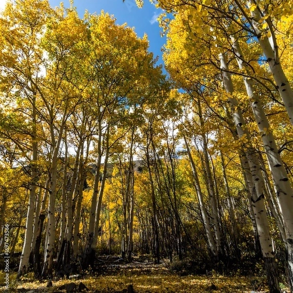 Fototapeta Golden aspen grove under a clear sky. Sunlight filters through vibrant yellow leaves
