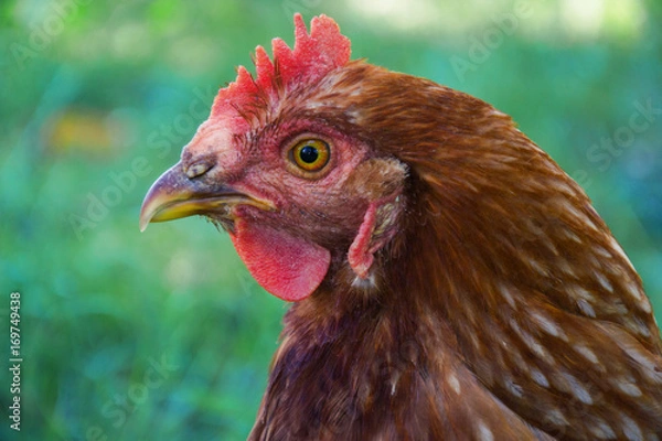 Obraz Hens feed on the traditional rural barnyard at sunny day. Detail of hen head. Chickens sitting in henhouse. Close up of chicken standing on barn yard with the chicken coop. Free range poultry farming