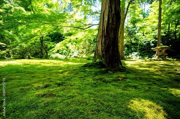 Obraz 京都、瑠璃光院の風景