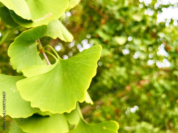 Fototapeta イチョウの青葉のクローズアップ