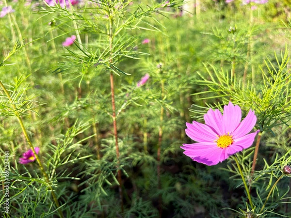 Fototapeta 日を浴びるピンク色のコスモスのクローズアップ