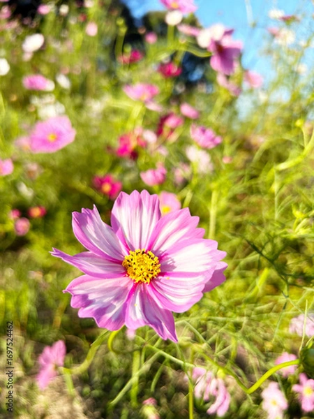 Fototapeta 日を浴びるコスモスの花のクローズアップ
