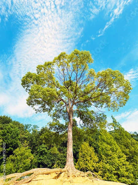 Fototapeta 大高緑地公園にあるペレーの木と青空