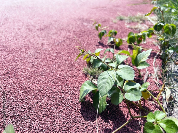 Fototapeta 遊歩道際に生える緑の葉