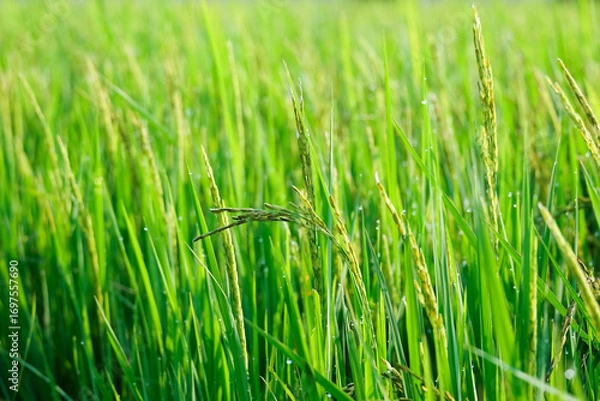 Fototapeta morning time farmer, Bright macro close-up of fresh green grass in a field, with individual blades swaying gently in the wind