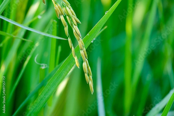 Fototapeta morning time farmer, Bright macro close-up of fresh green grass in a field, with individual blades swaying gently in the wind