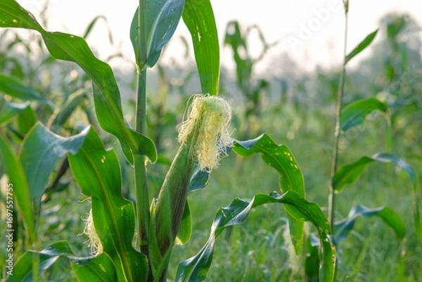 Fototapeta A beautiful moring of green corn field sways in the wind under a summer sky, with close-up views of the leaves and growing plants