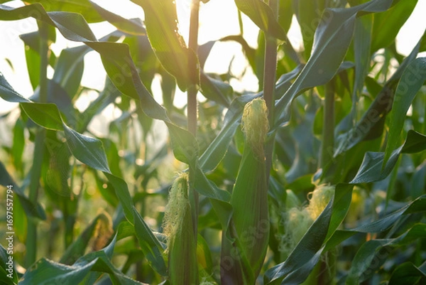 Fototapeta A beautiful moring of green corn field sways in the wind under a summer sky, with close-up views of the leaves and growing plants