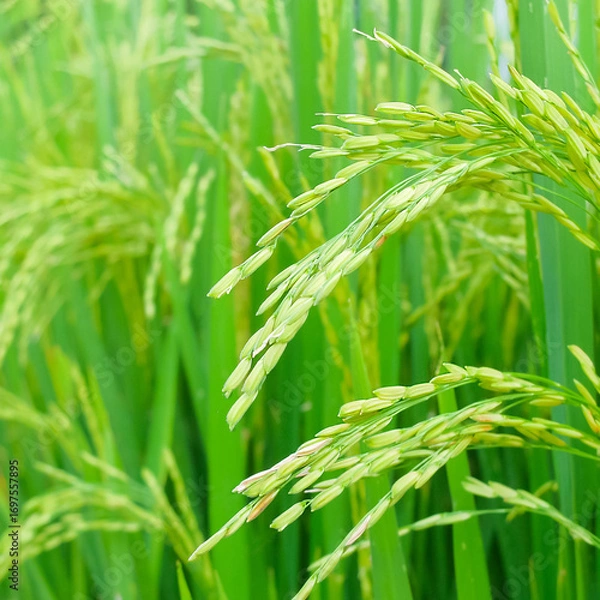 Fototapeta morning time farmer, Bright macro close-up of fresh green grass in a field, with individual blades swaying gently in the wind