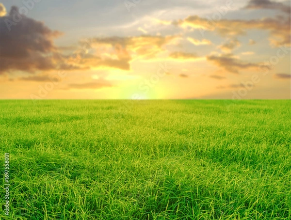 Fototapeta A serene summer landscape with a vast green field under a clear blue sky