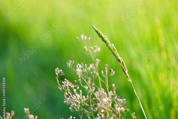 Fototapeta Close-up of fresh green grass in a field with dew drops and morning light