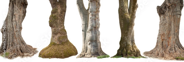 Fototapeta Trees isolated on white background