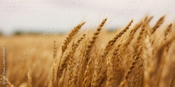 Fototapeta Golden wheat field under a soft cloudy sky. The wheat sways gently in the breeze, ready for harvest.