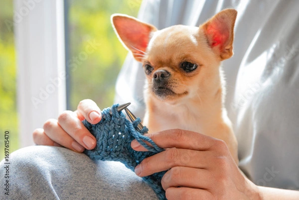 Obraz Chihuahua dog sitting with owner knitting blue yarn