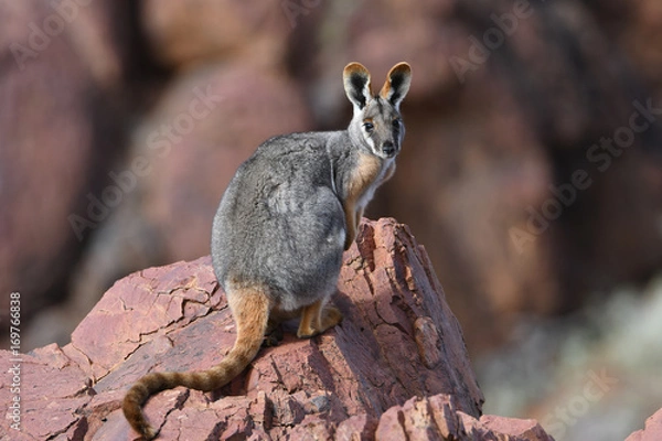 Fototapeta Rock Wallaby o żółtych stopach